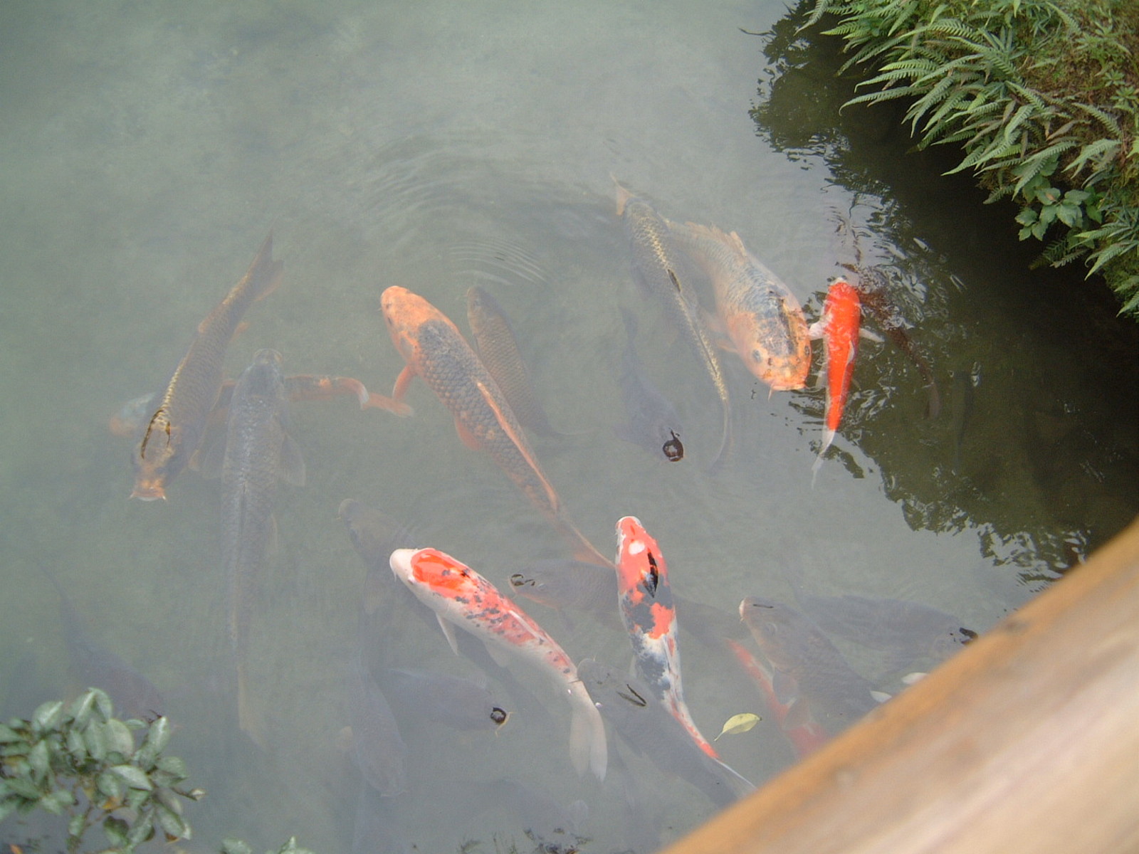 Kyoto Ginkakuji Koi